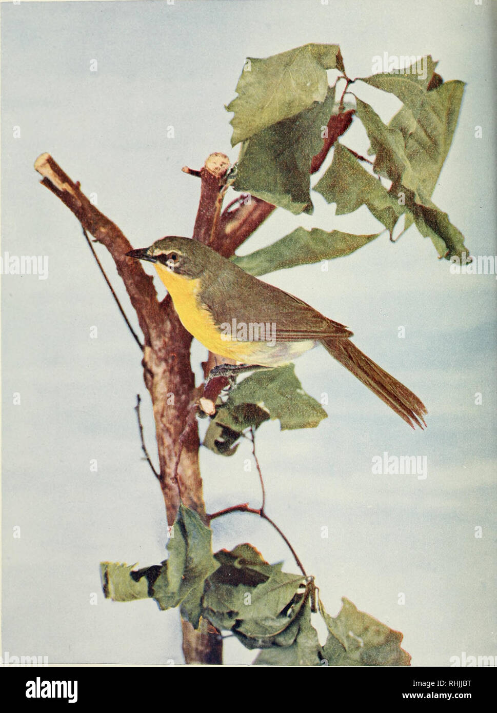Birds Amp Nature Birds Natural History From Col F M Woodruff Yellow Breasted Chat Chicago Colortype Co 1 Y R A J A Y Life Size Copvriglited By Natuip Stuily Pub Co 17 Birds Amp Nature Birds Natural History From Col F M Woodruff Yellow Breasted Chat Chicago Colortype Co 1 Y R A J A Y Life Size Copvriglited By Natuip Stuily Pub Co 17