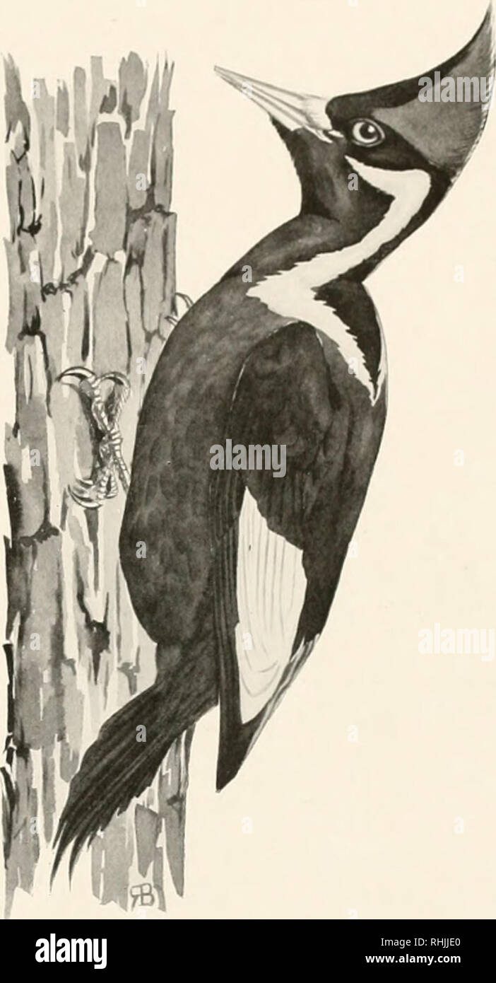 . Birds of America;. Birds -- North America. WOODPECKERS 139 tho:-e