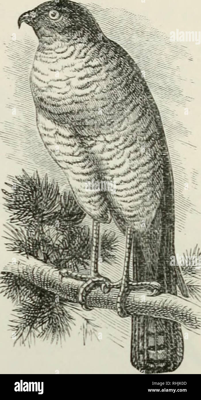 . Birds of the British Empire. Birds. BRITISH BIRDS. 97 accustomel to pre}-. The upper parts are dark brown, lighter on the wings and tail, which last is crossed by four broad black bands. The cheeks and sides of the neck are chestnut, and the lower parts white, tinged with grey and marked with wavy brown lines. The bill is slate blue, and the cere and long legs yellow. The male weighs from 5 to G ounces, and measures Hi inches in total length, while the female weighs about 9 ounces, and measures from 14 to 16 inches in length. Both sexes vary a good deal in appearance, the female having more  Stock Photo