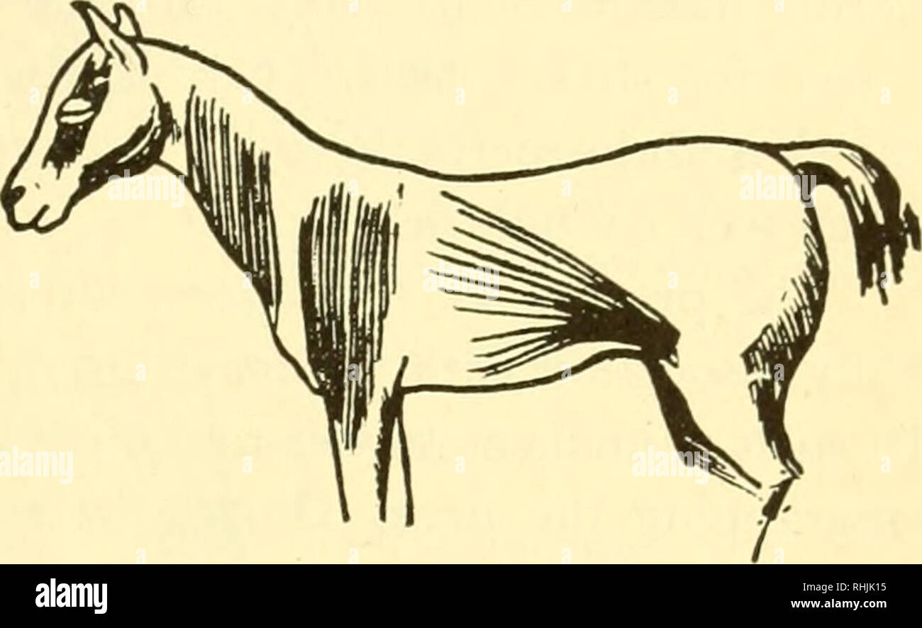 Horse swishing tail hires stock photography and images Alamy