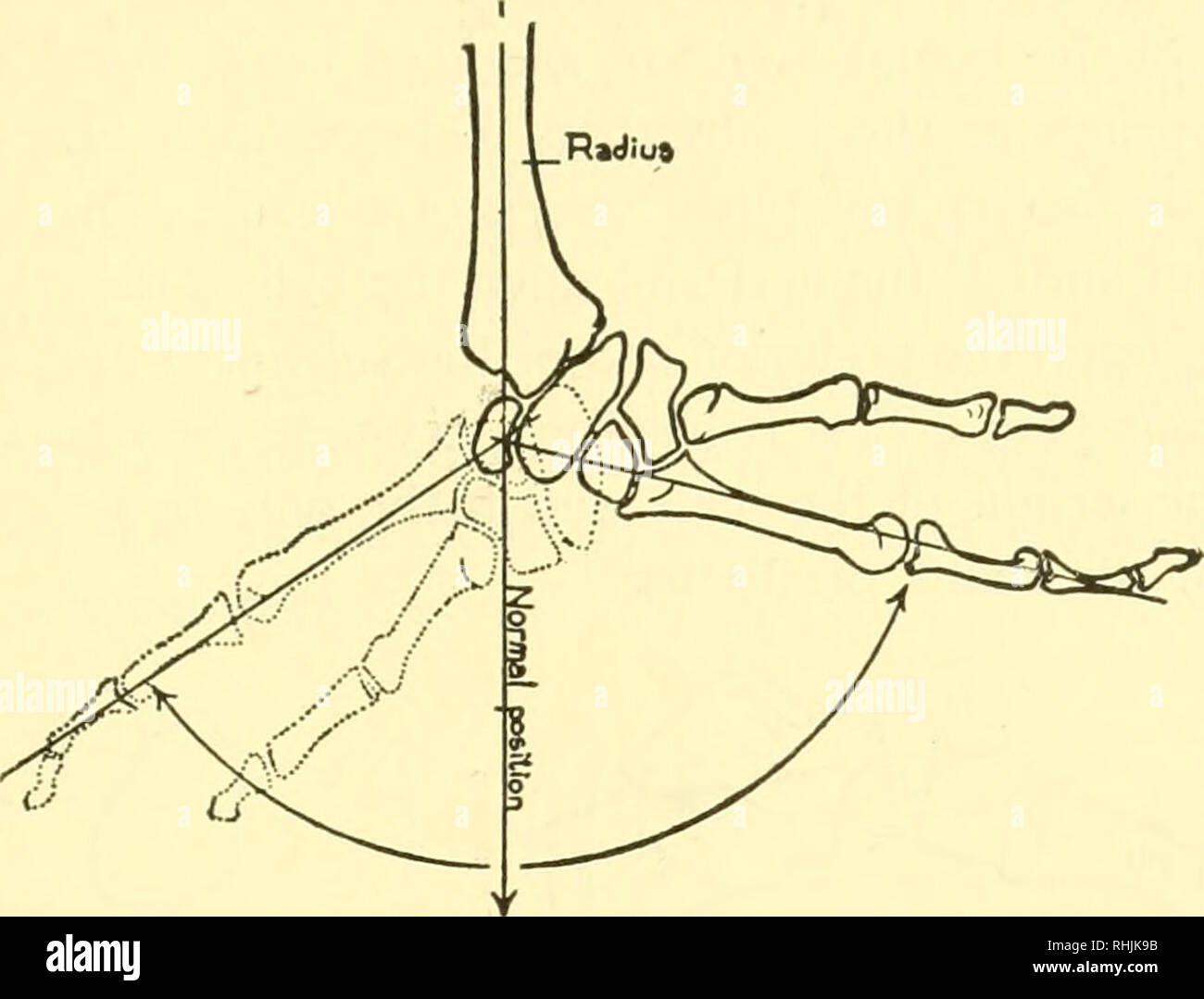 . Biology of the vertebrates : a comparative study of man and his ...