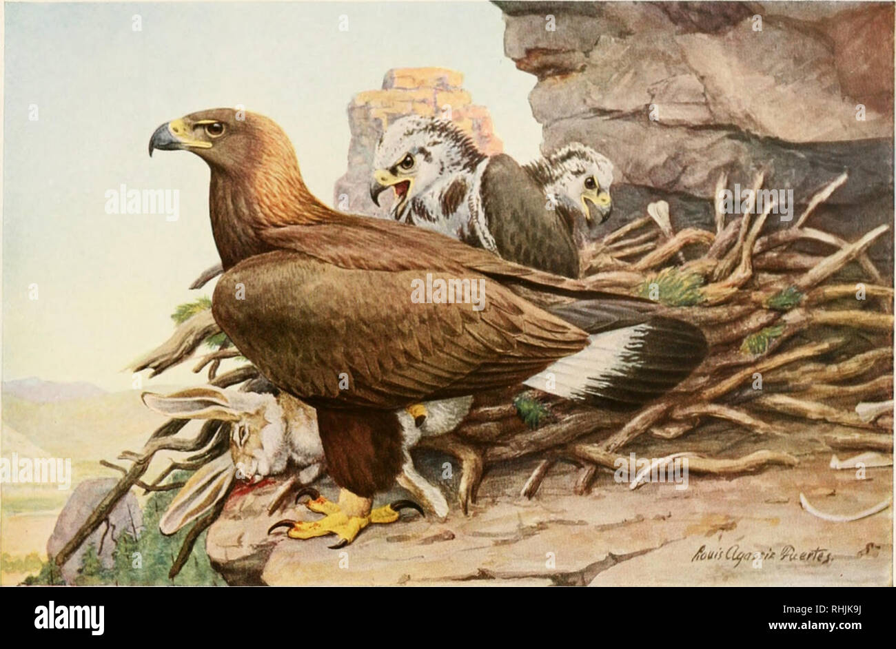 Birds Of America Birds North America Courtsy Of Tho