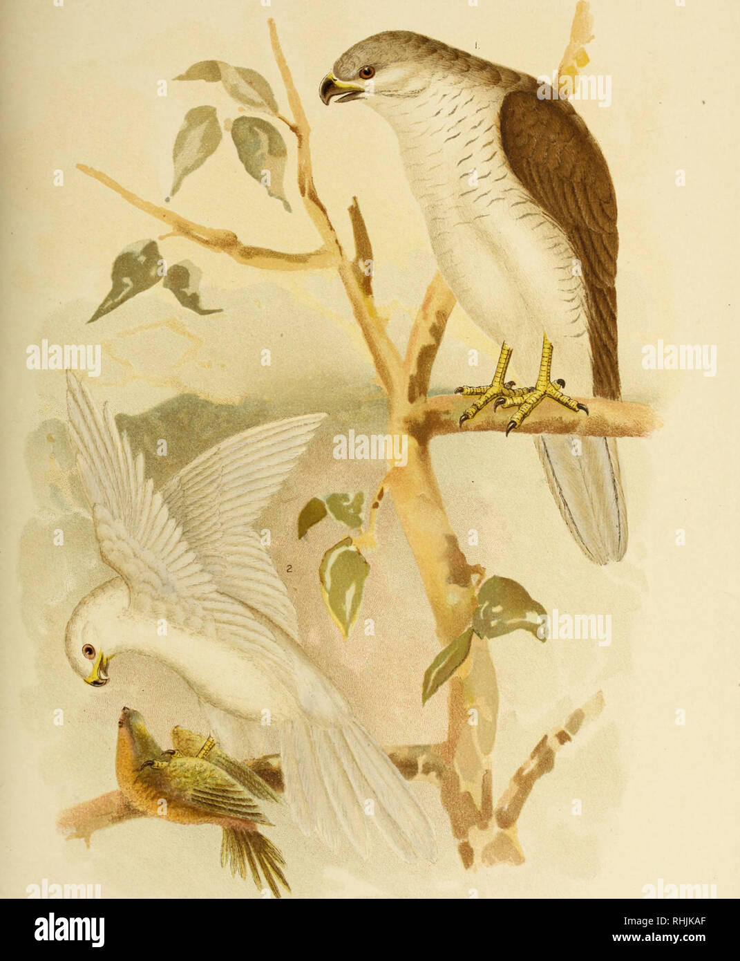 The birds of Australia. Birds. PL XXXYi VOL VI.. I LE.UC0SPI2A RAM New,  Holland Goshawk G J Broh>o*slr. Fee 2 LEUCOSPIZA NOV PL - HO LLANDIA1 {  Kaup.) White Goshawk.. Please