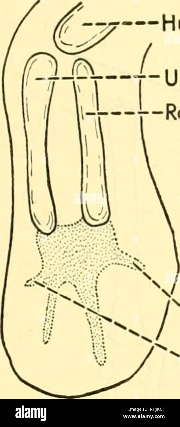 Pectoral organs hires stock photography and images Alamy