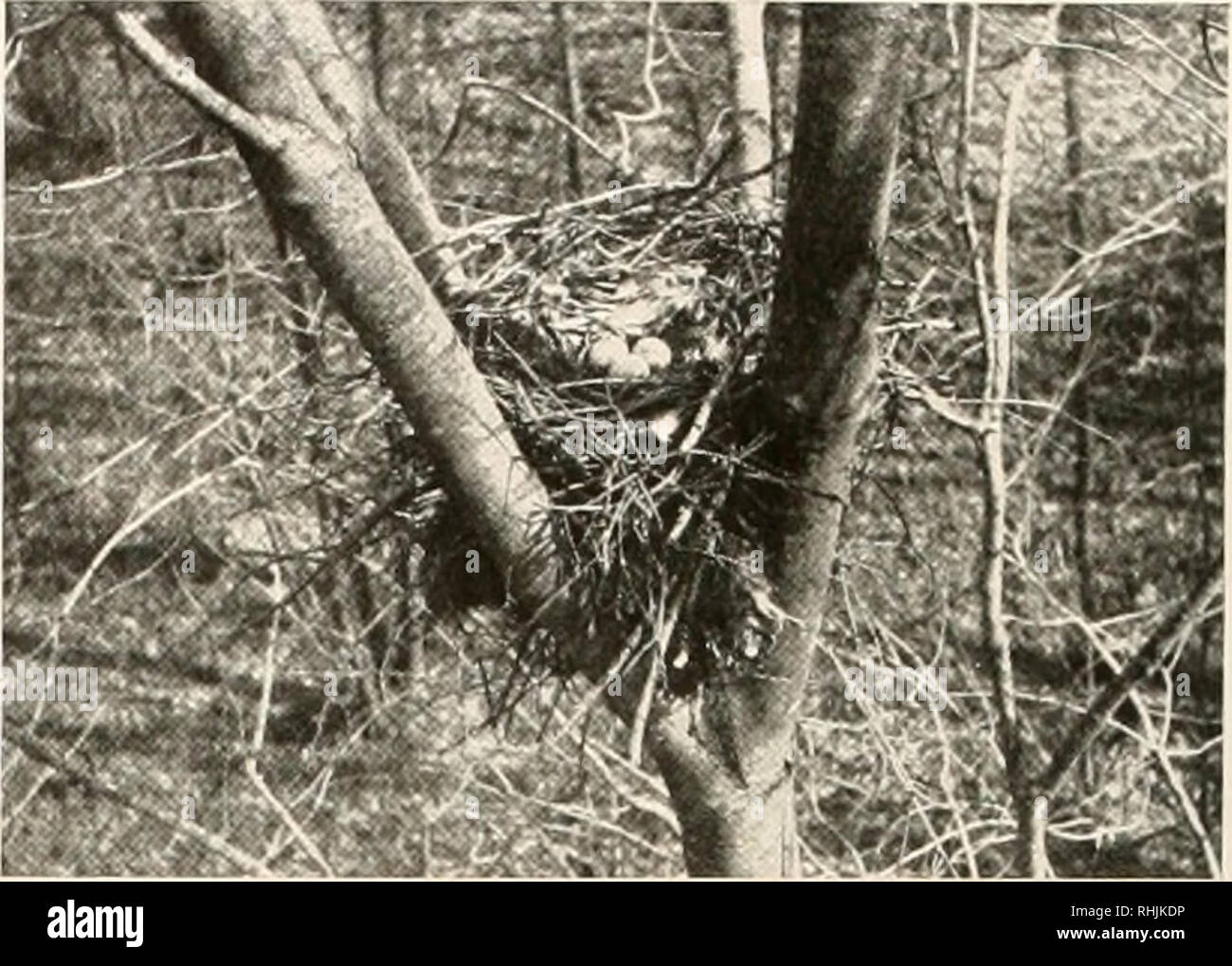 Birds Of America Birds North America Photo By H K Job Courtesy Of Outing Pub Co Nest Of Red Shouldered Hawk This Nest Was Later Used By Barred Owls Narrow Bands
