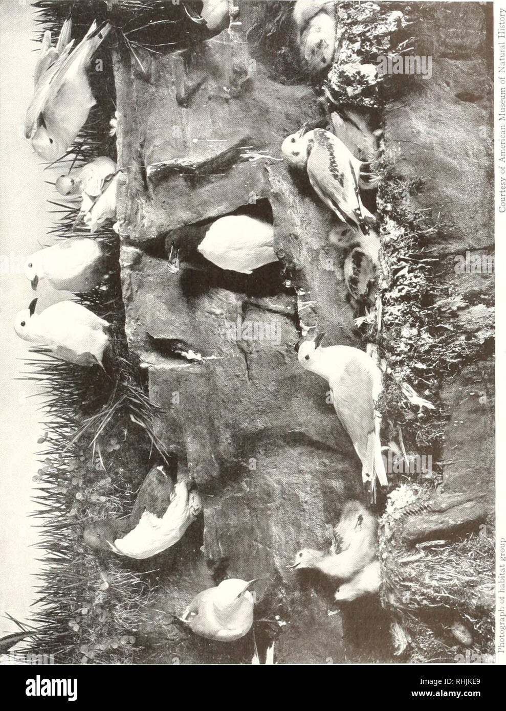 Birds Of America Birds North America U A Us M O O M O P A O O H L Lt 1 2 3 Pi I4 N 571 Please Note That