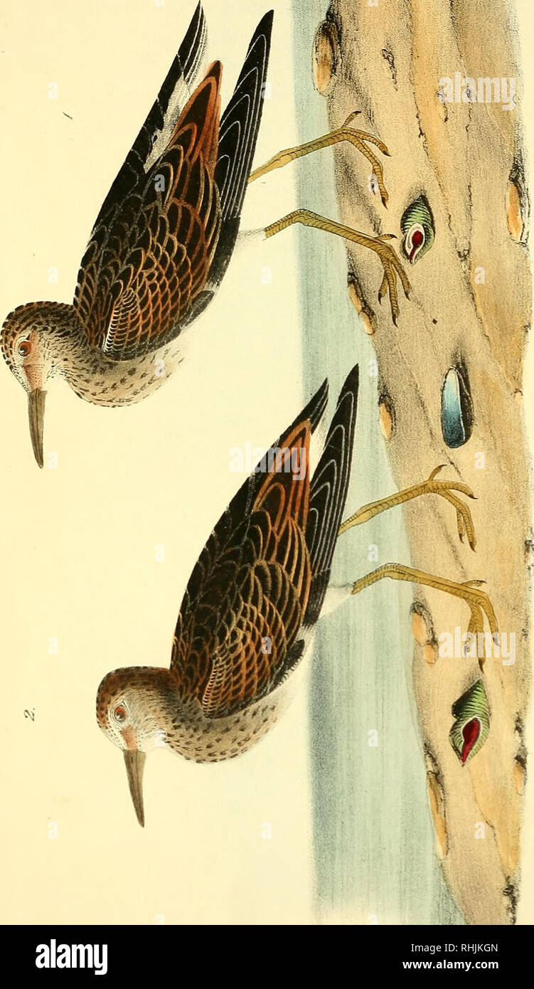 N Chevalier Stock Photos N Chevalier Stock Images Alamy