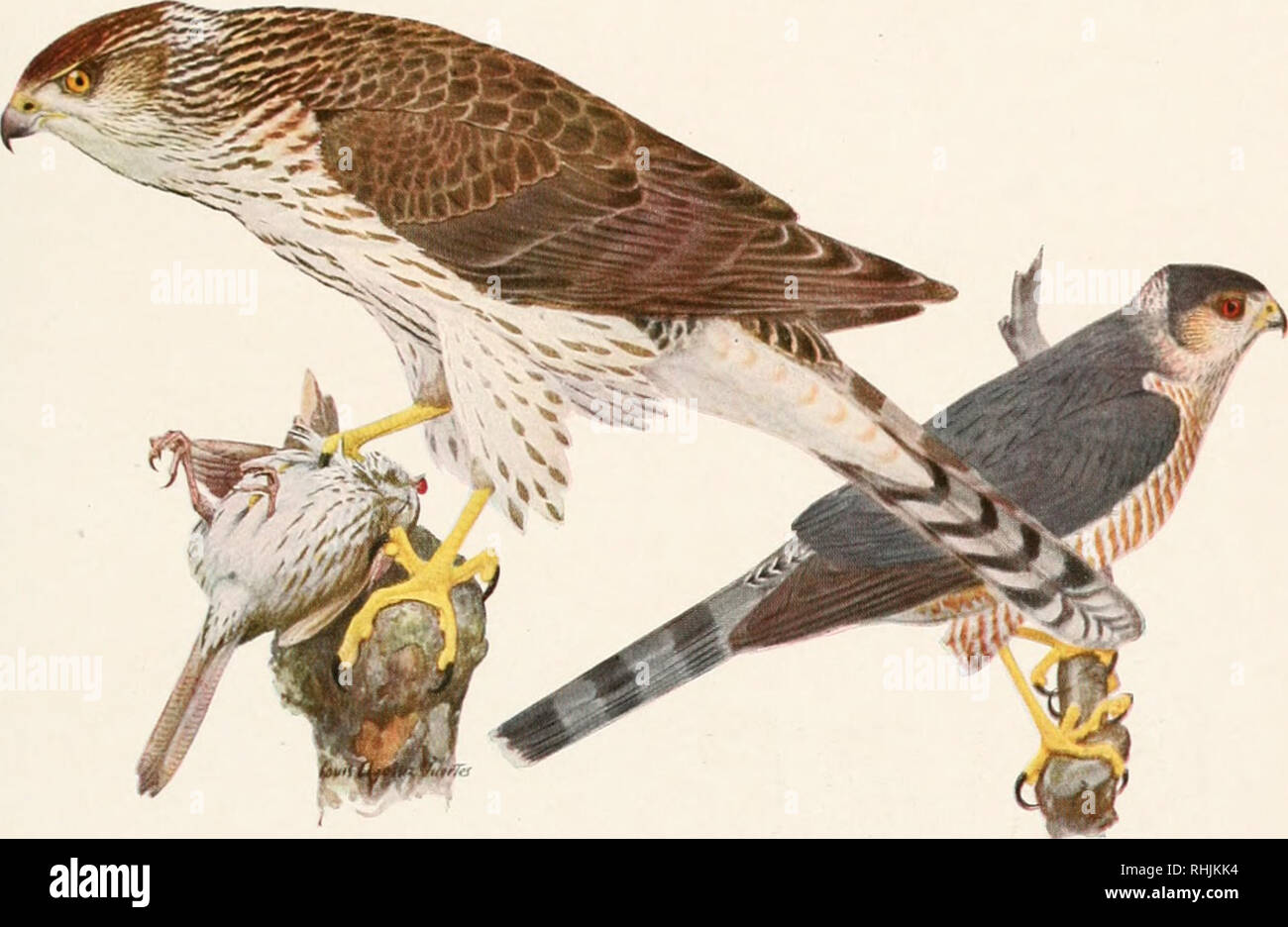Female coopers hawk hi-res stock photography and images - Alamy