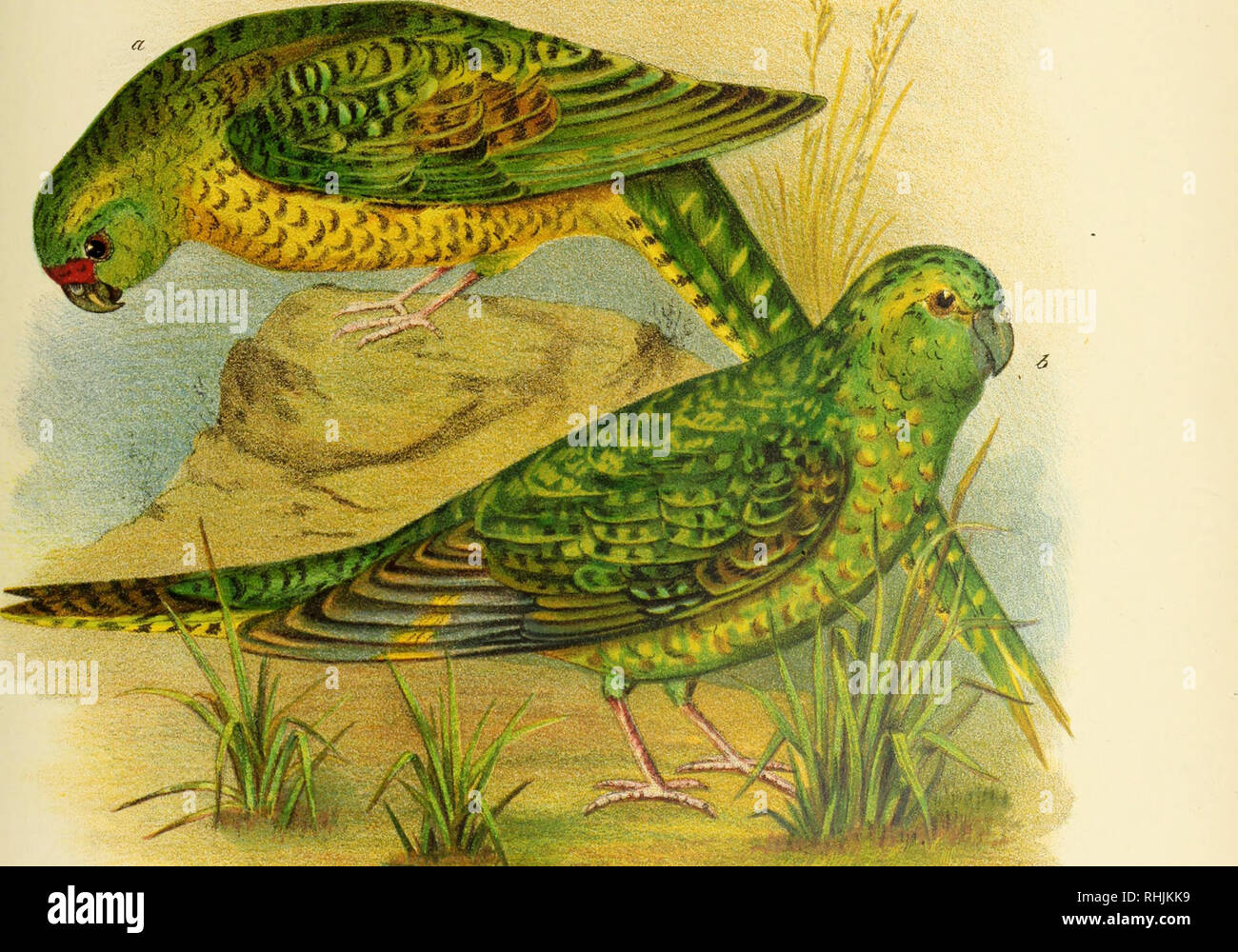 Pezoporus occidentalis hires stock photography and images Alamy