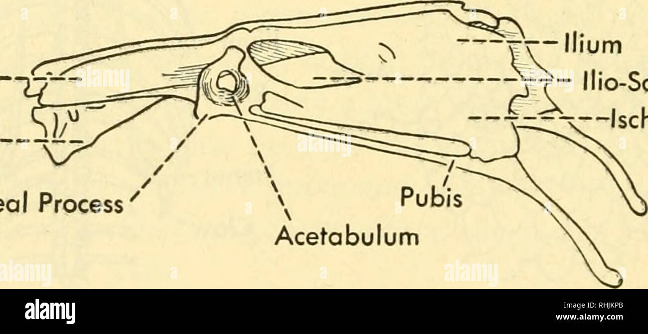 Biology of the vertebrates : a comparative study of man and