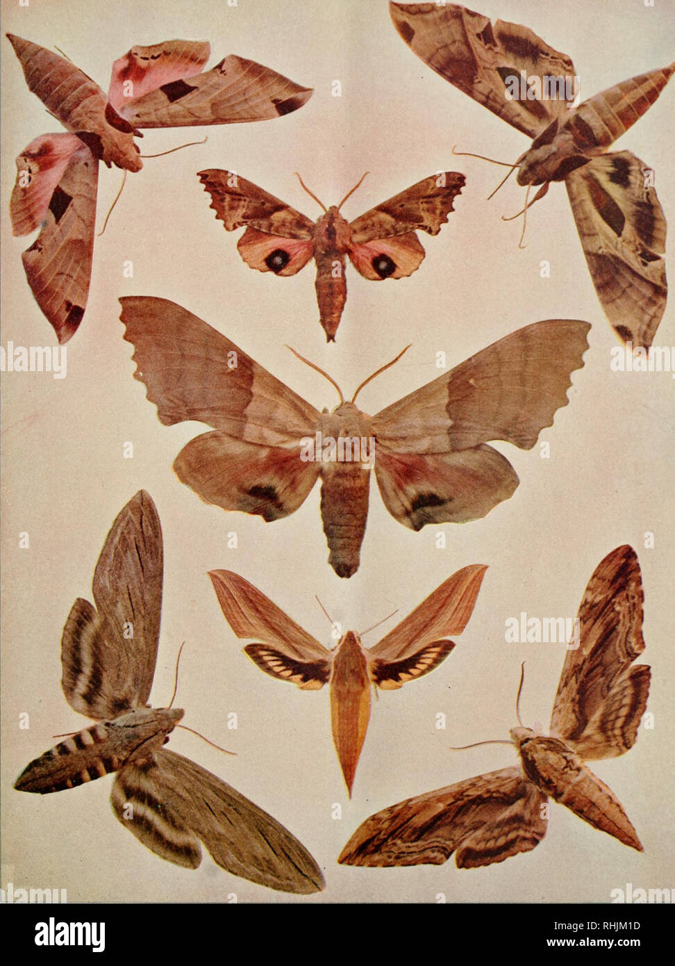 alamy