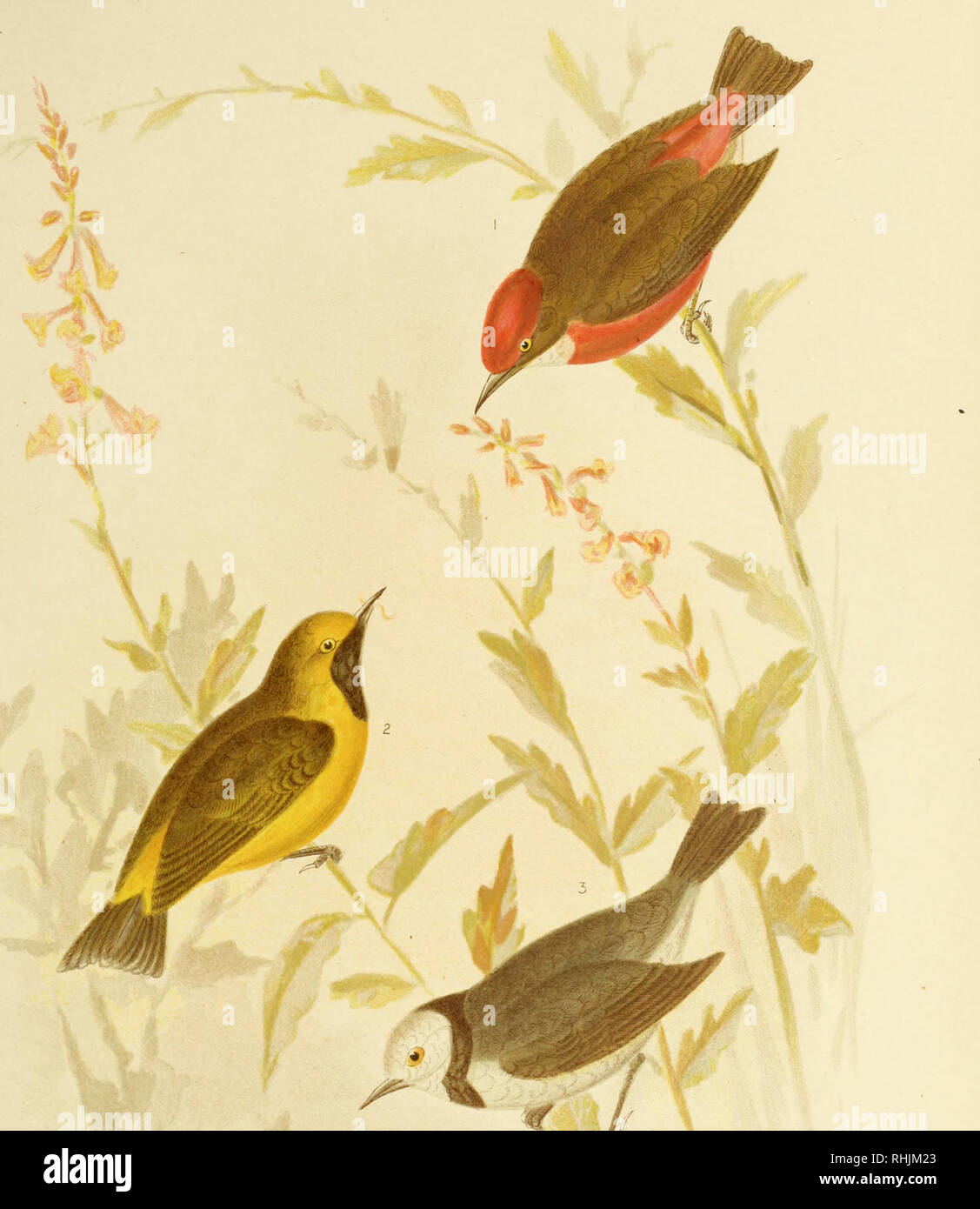 . The birds of Australia. Birds. VOL. Y. G J BPDinowski. Fec^ I. EPHTHIANURA TRICOLOR iGoulcl) Tpjcoiour-ed Ephi-hianoca EPHTHIANURA AURIFRONS (Gould) dn(*e-fFonfed Ephthianuea Whire-fponted Ephfhi'enur*a. Please note that these images are extracted from scanned page images that may have been digitally enhanced for readability - coloration and appearance of these illustrations may not perfectly resemble the original work.. Broinowski, Gracius J. (Gracius Joseph), 1837-1913. Melbourne [etc. ] C. Stuart &amp; co. Stock Photo