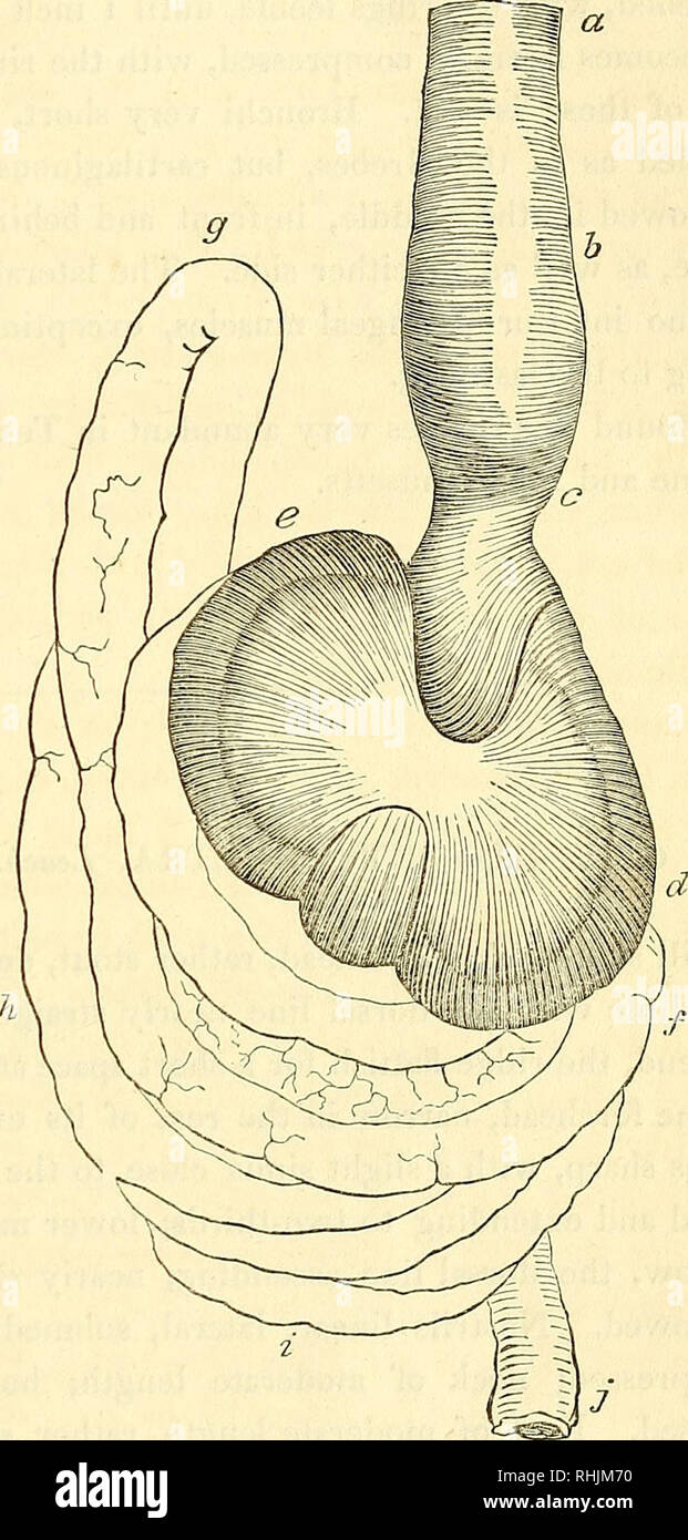 Proventriculus . The birds of America : from drawings made in the United States and ...