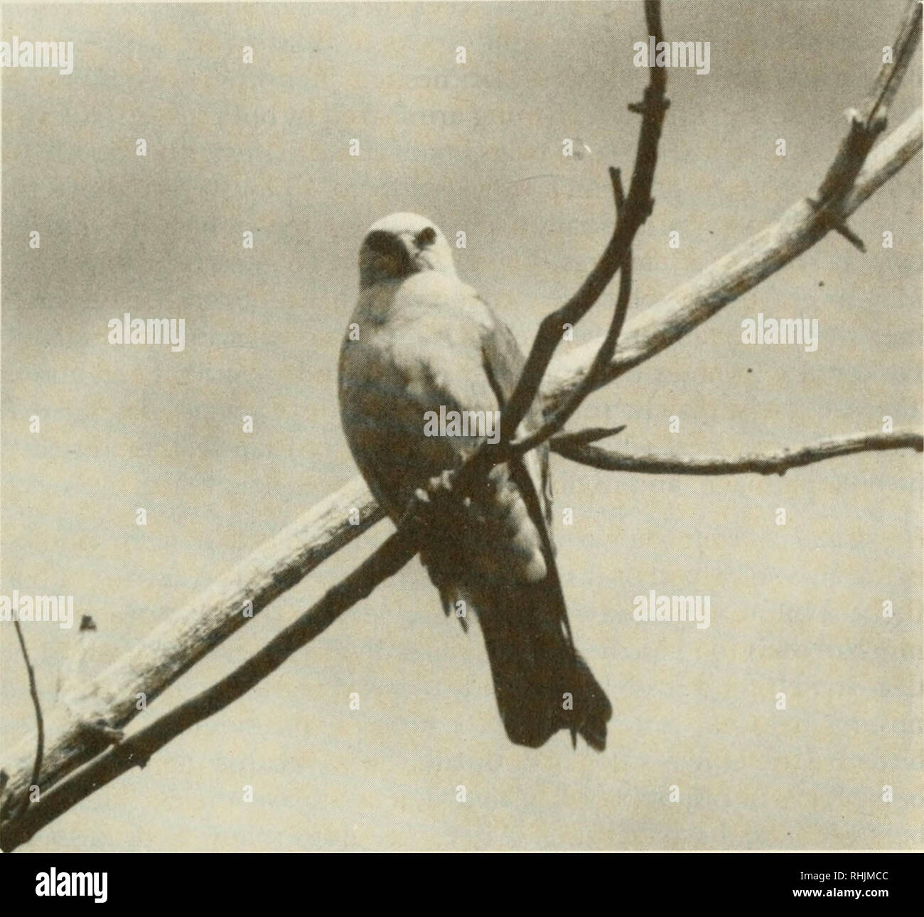 . Birds in Kansas. Birds Kansas Identification. KITES 131. An adult