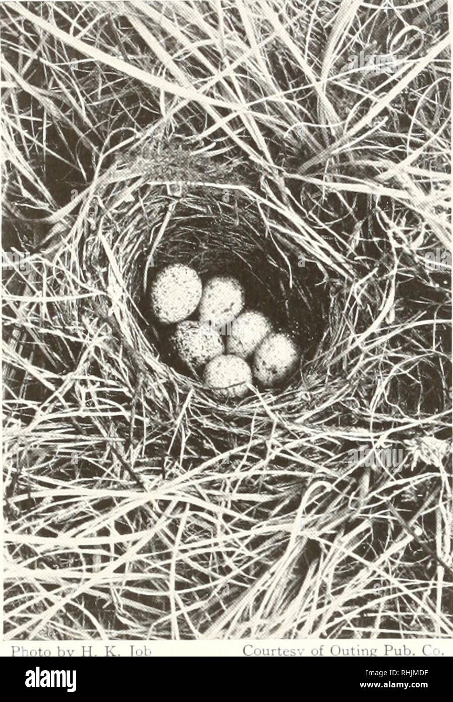 Birds Of America Birds North America 24 Birds Of America T R S Lay Is A Simple Descending Series Of Notes Very Sweet And Somewhat Violin Like In Quality Delivered With Increasing Rapidity