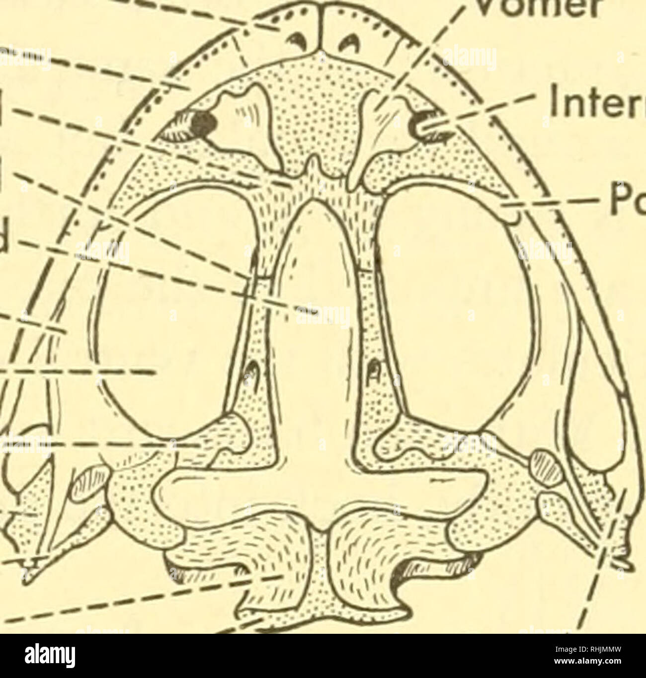 Biology of the vertebrates : a comparative study of man and