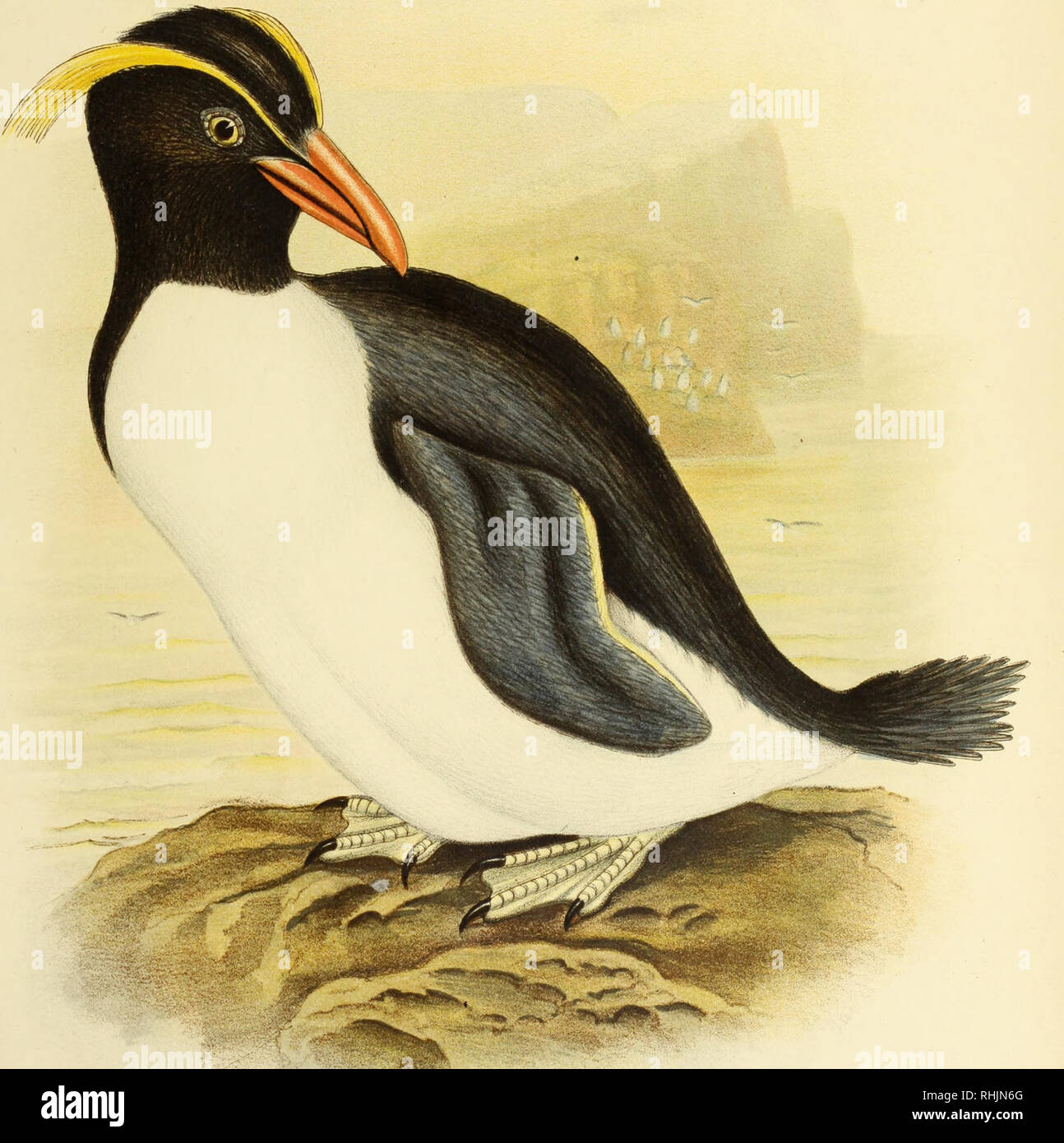 . The birds of Australia. Birds. VOL I. r. CHRYSOCOMA CATARRACTES (Bonap:) Crested Penguin fr.J. Broinowski Fecit. Please note that these images are extracted from scanned page images that may have been digitally enhanced for readability - coloration and appearance of these illustrations may not perfectly resemble the original work.. Broinowski, Gracius J. (Gracius Joseph), 1837-1913. Melbourne [etc. ] C. Stuart &amp; co. Stock Photo