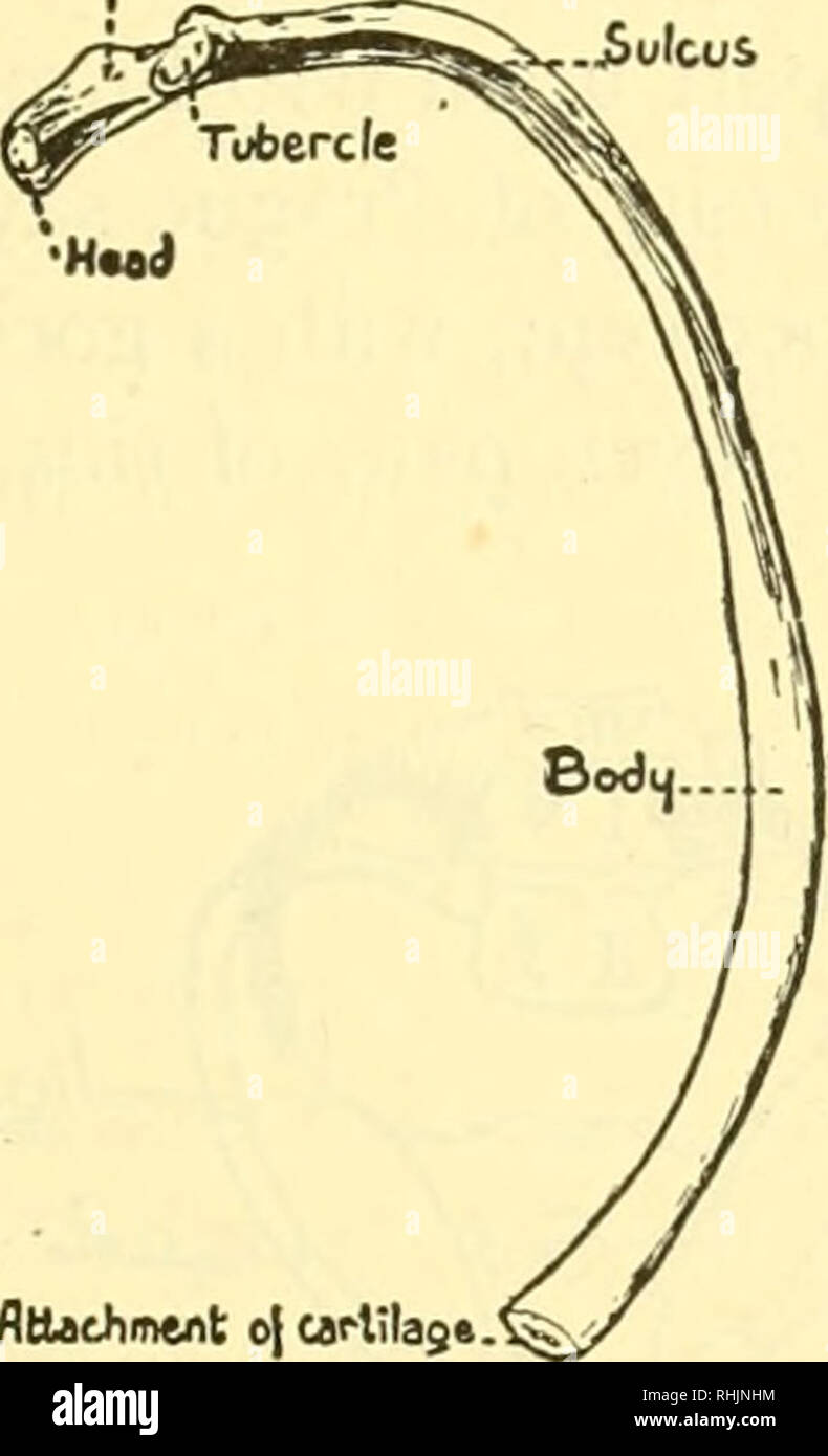 . Biology of the vertebrates : a comparative study of man and his ...