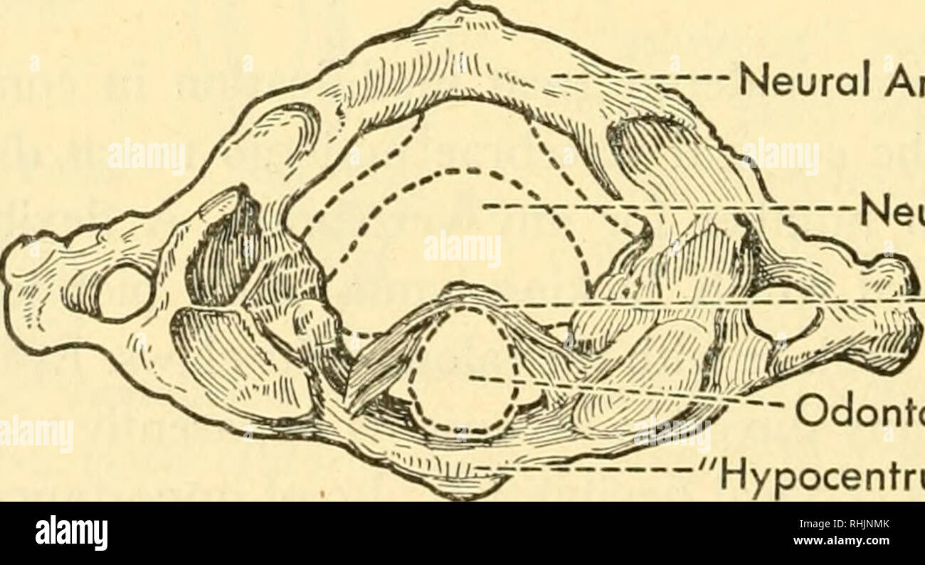 . Biology of the vertebrates : a comparative study of man and his animal allies. Vertebrates; Vertebrates -- Anatomy; Anatomy, Comparative. Centrum of Axis Fig. 440. The human atlas and axis, ventral view. (After Sobotta and McMurrich.) There are four known exceptions to this rule of seven: the three-toed sloth, Brady pus, has nine cervical vertebrae; the ant-bear, Tamandua, eight; while the two-toed sloth, Choloepus, and the American sea cow, Trichechus, each has six. As in reptiles and birds, the first two cervical vertebrae of mammals are further specialized into the so-called atlas and the Stock Photo