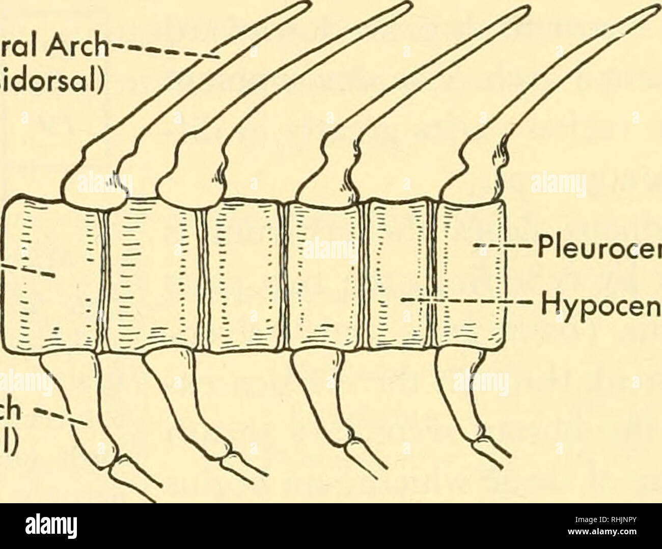 Biology of the vertebrates : a comparative study of man and