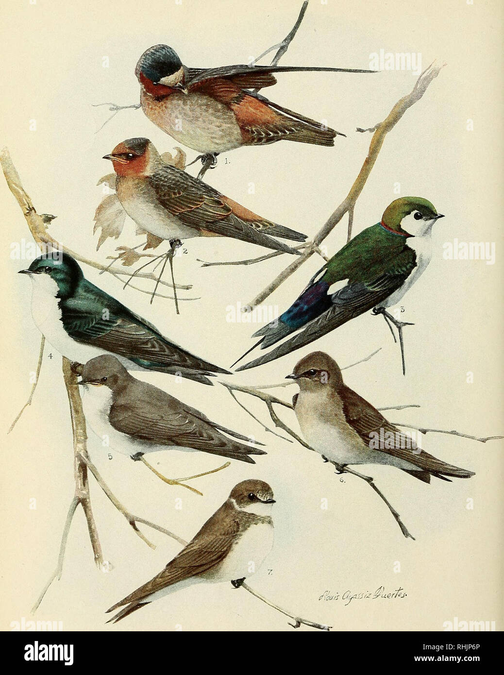 Bird Lore Birds Birds Ornithology 1 Cliff Swallow