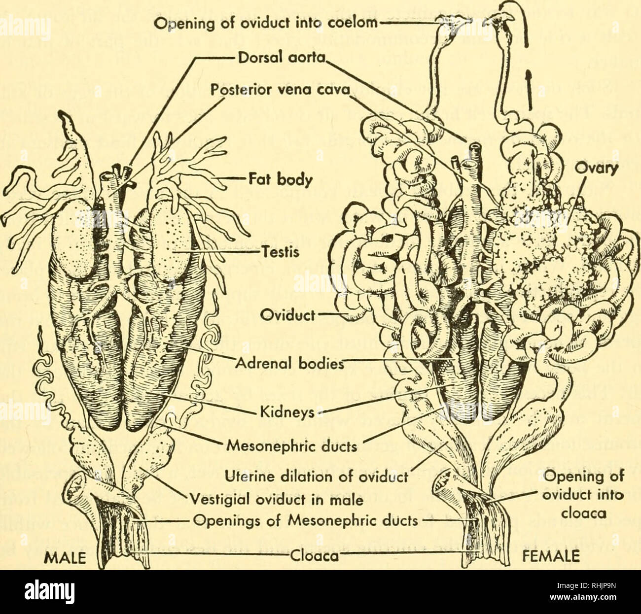 Biology of the vertebrates : a comparative study of man and his animal allies. Vertebrates; Vertebrates -- Anatomy; Anatomy, Comparative. The Preservation of Species 471 In those animals that produce many Biology of the vertebrates : a comparative study of man and his animal allies. Vertebrates; Vertebrates -- Anatomy; Anatomy, Comparative. The Preservation of Species 471 In those animals that produce many