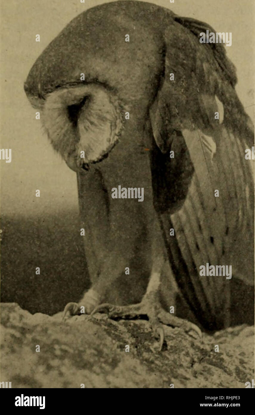 Birds of the New York city region. Birds. ANNOTATED LIST OF THE BIRDS 201.  Photo'irnph h&gt;/ If. E. Anthony Fig. 16. Barn Owl. Long Island. Rare  permanent resident. No definite nesting