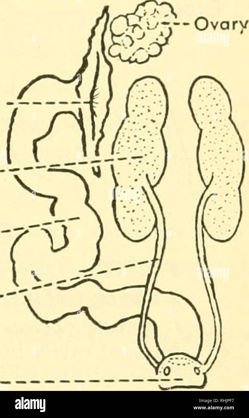 . Biology of the vertebrates : a comparative study of man and his animal allies. Vertebrates; Vertebrates -- Anatomy; Anatomy, Comparative. The Preservation of Species 461 Ostium Abdominale Metanephros : Oviduct-'&quot; Ureter-&quot;. bulky spiral valve. Some of the bony fishes, for example the perch Perca, and the curious little sand-lance Ammodytes, show a fusion of the two ovaries into one, while in Mormyrus oxyrhynchus of the Nile, and some others, only the left ovary develops. In birds also only a single ovary develops (Fig. 387), the left one being the one that is &quot;left,&quot; altho Stock Photo