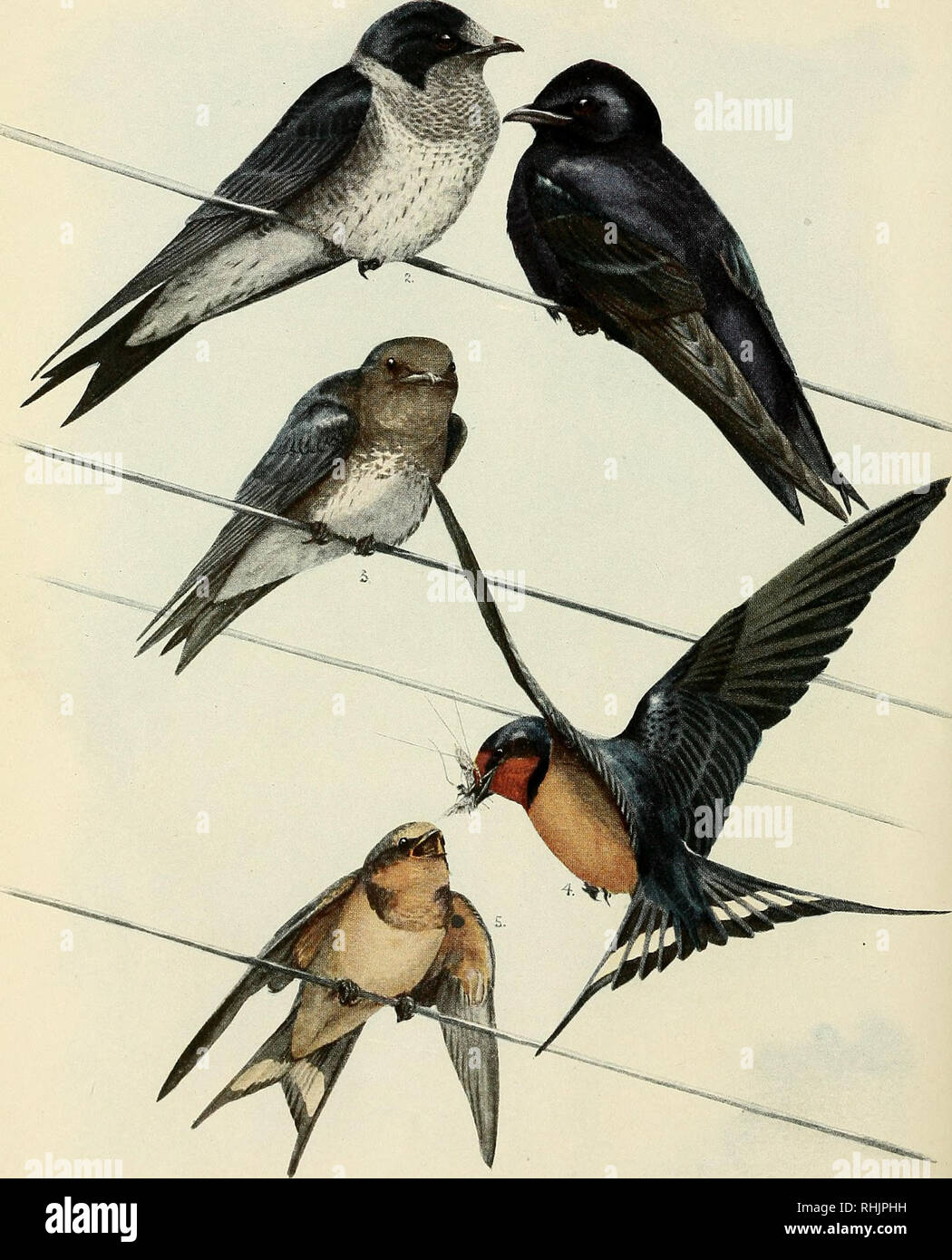 Bird Lore Birds Birds Ornithology 1 Purple Martin Adult Male