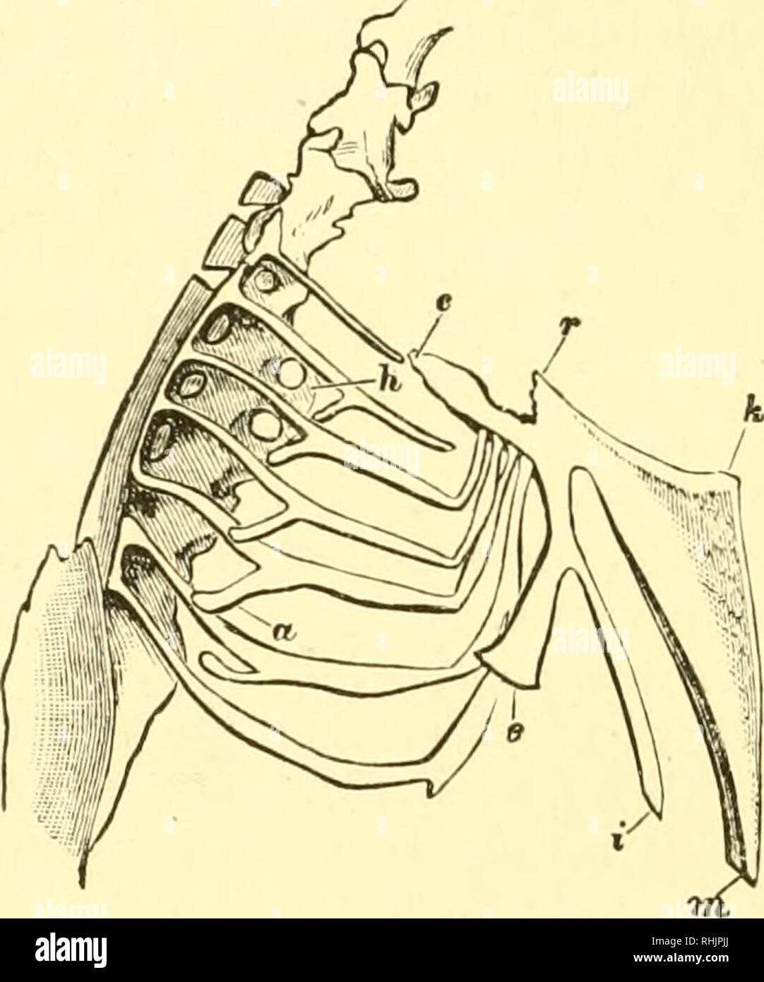 . Birds: the elements of ornithology ; with 174 illustrations whereof 140 are original drawings. Birds; Birds. 178 ELEMENTS OP OENITHOLOGY. they are called Carinate birds. A keel is wanting, or more or less rudimentary only, in the Ostrich, Ehea, Emeu, Casso- wary, and Apteryx, in a single kind ol: Parrot, a peculiar Eail- like bird (Xotornis), and in the singular Ojnsthocomus *, amongst existing birds. The lateral part of the sternum which receives the ribs, generally extends forwards on either side into a more or less marked prolongation called the costal jjrocess. Prom the middle Fig. 150.  Stock Photo