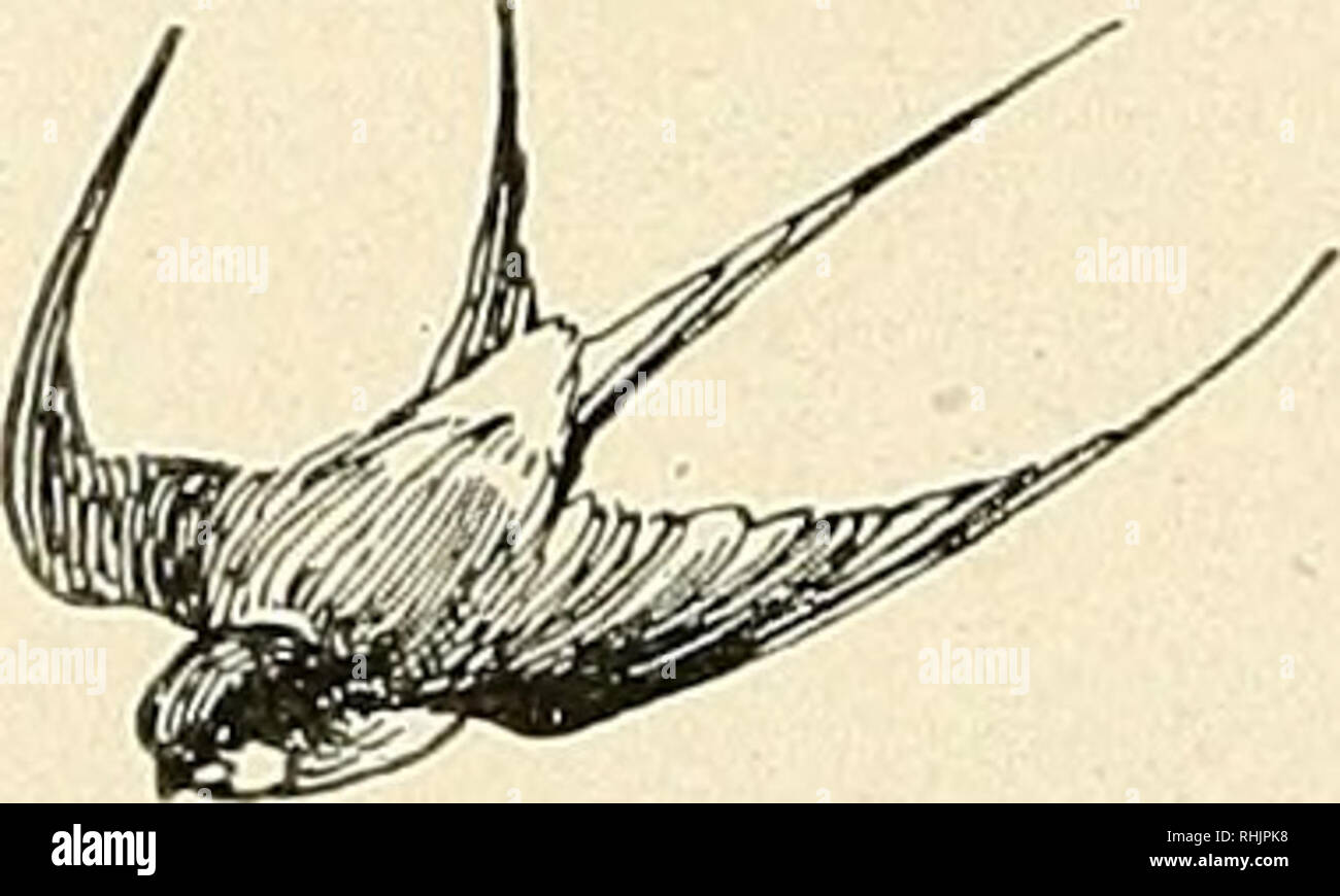 Bird Lore Birds Birds Ornithology Rs Mn Chai T Ik Quot A Gt F Quot Tv A Rjgg Y This Chart Measures 22x28 Inches And Figures Sixty Two Representative Species Of Our Eigh Teen Families