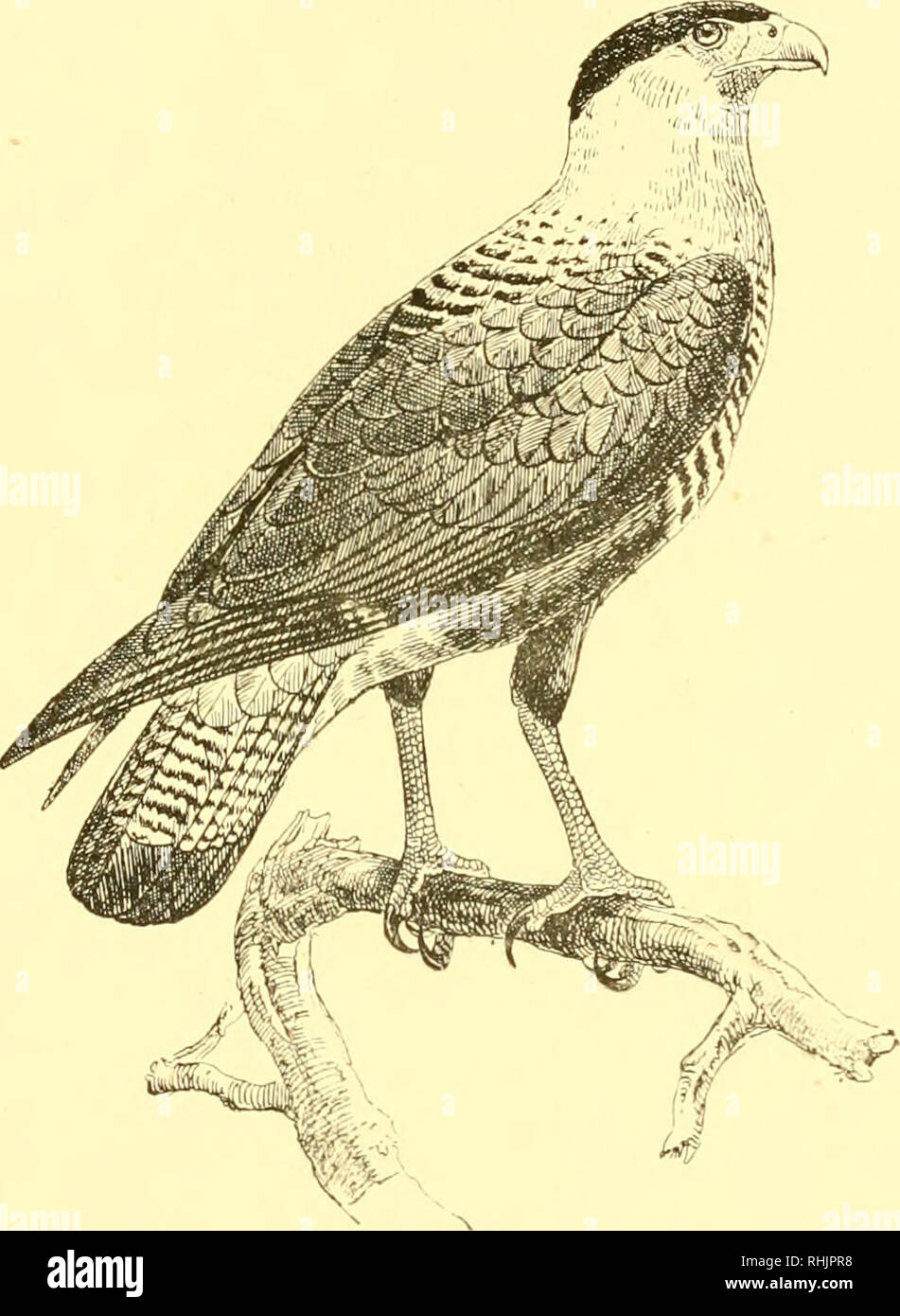. Birds: the elements of ornithology ; with 174 illustrations whereof ...