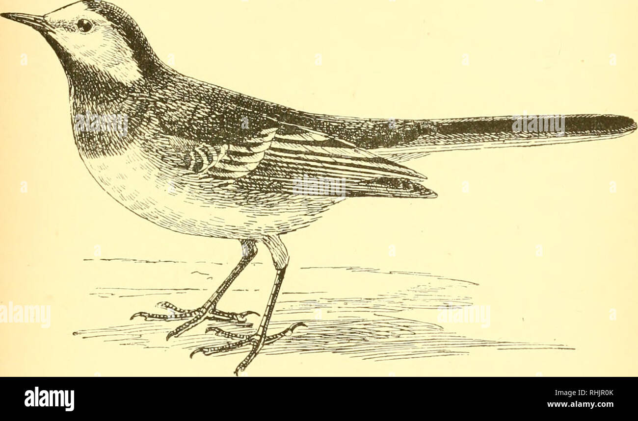Birds The Elements Of Ornithology With 174 Illustrations