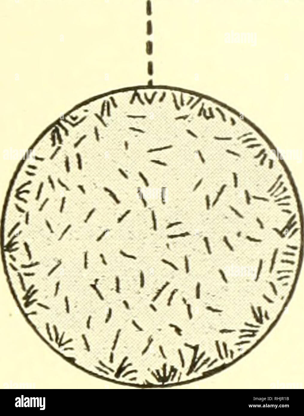 Biology The Story Of Living Things Man S Fight For Survival 627 Person Whose Blood Is Tested Has Typhoid The Bacteria Will Imme Diately Become Clumped Together Or Agglutinated Thus Showing That