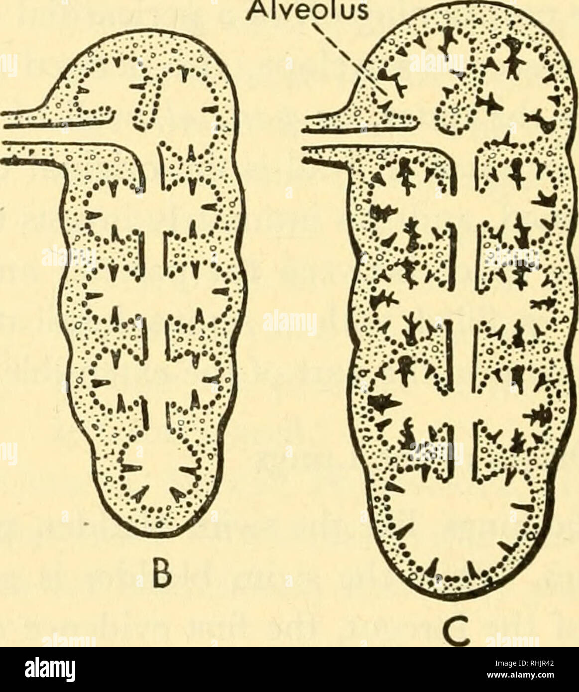 . Biology of the vertebrates a comparative study of man and his