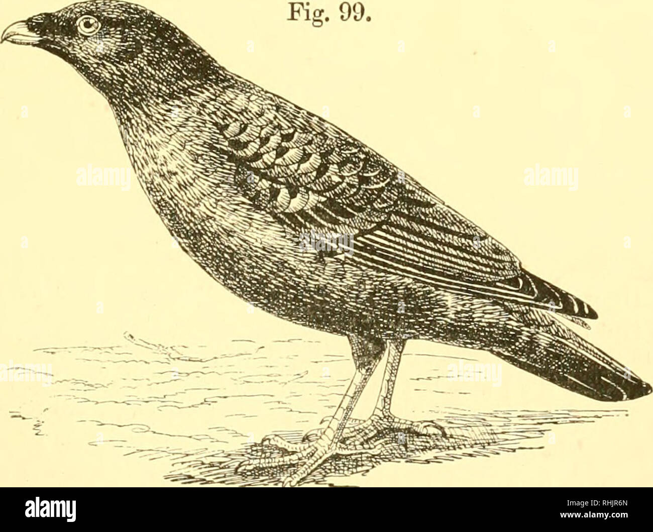 . Birds: the elements of ornithology ; with 174 illustrations whereof 140 are original drawings. Birds; Birds. The Huia-bii'd {Heteralocha acutirostris), Fiff. 99.. The Satin Uower-bird {PiUonorhi/nchus violacetts).. Please note that these images are extracted from scanned page images that may have been digitally enhanced for readability - coloration and appearance of these illustrations may not perfectly resemble the original work.. Mivart, St. George Jackson, 1827-1900. London : R. H. Porter Stock Photo