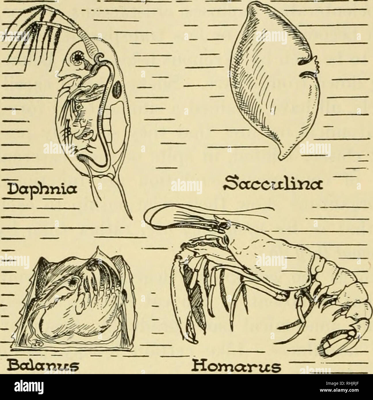 Sacculina barnacle hi-res stock photography and images - Alamy