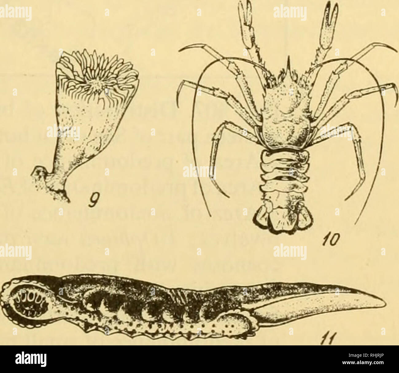 . Biology of the seas of the U.S.S.R. Marine biology -- Soviet Union; Hydrology -- Soviet Union. Fig. 406. Members of deep-water fauna of Sea of Okhotsk (Ushakov). Upper series —upper part of the bathyal: 1 Asteronix loveni, on marine Pavonaria finmarchica; 2 Euplexaura (Octocorallia); 3 Octopus ochotensis; 4 Chondracladia gigantea; 5 Leanira areolata. Lower series—lower part of the bathyal and abyssal: 6 Radiceps verrillii (Octocorallia); 7 Lamellisabella zachsi; 8 Potamilla symbiotica + Cripto- spongia enigmatica; 9 Caryophyllaeus clavus; 10 Munidopsis beringana; 11 Psychro- potes raripes..  Stock Photo