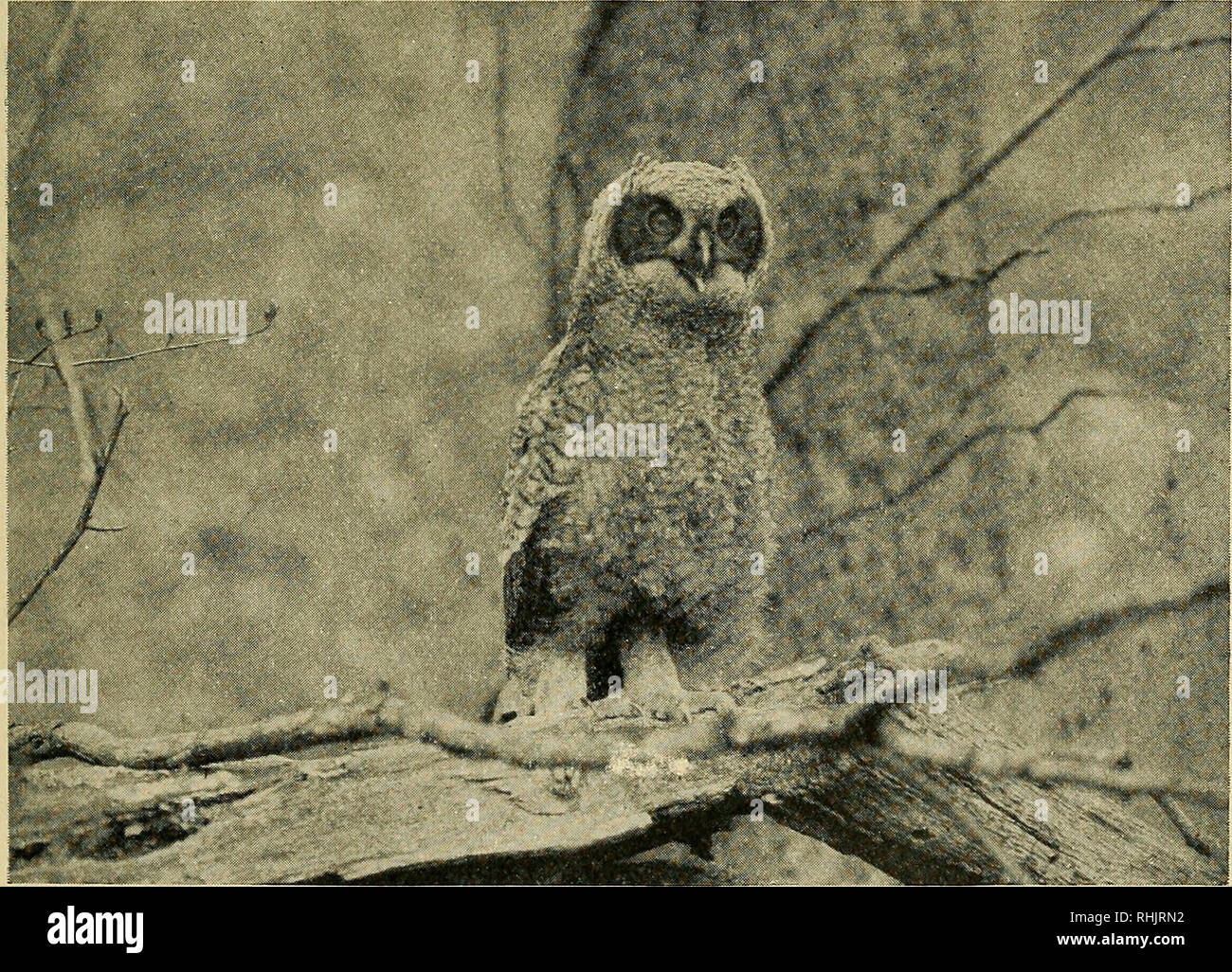 The Bird Said Nothing