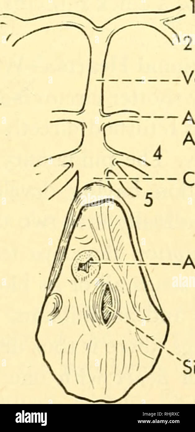 Biology of the vertebrates : a comparative study of man and his animal allies. Vertebrates; Vertebrates -- Anatomy; Anatomy, Comparative. Fig. 292. Evolution of the heart, a, elasmobranchs; b, teleosts; c, Biology of the vertebrates : a comparative study of man and his animal allies. Vertebrates; Vertebrates -- Anatomy; Anatomy, Comparative. Fig. 292. Evolution of the heart, a, elasmobranchs; b, teleosts; c,