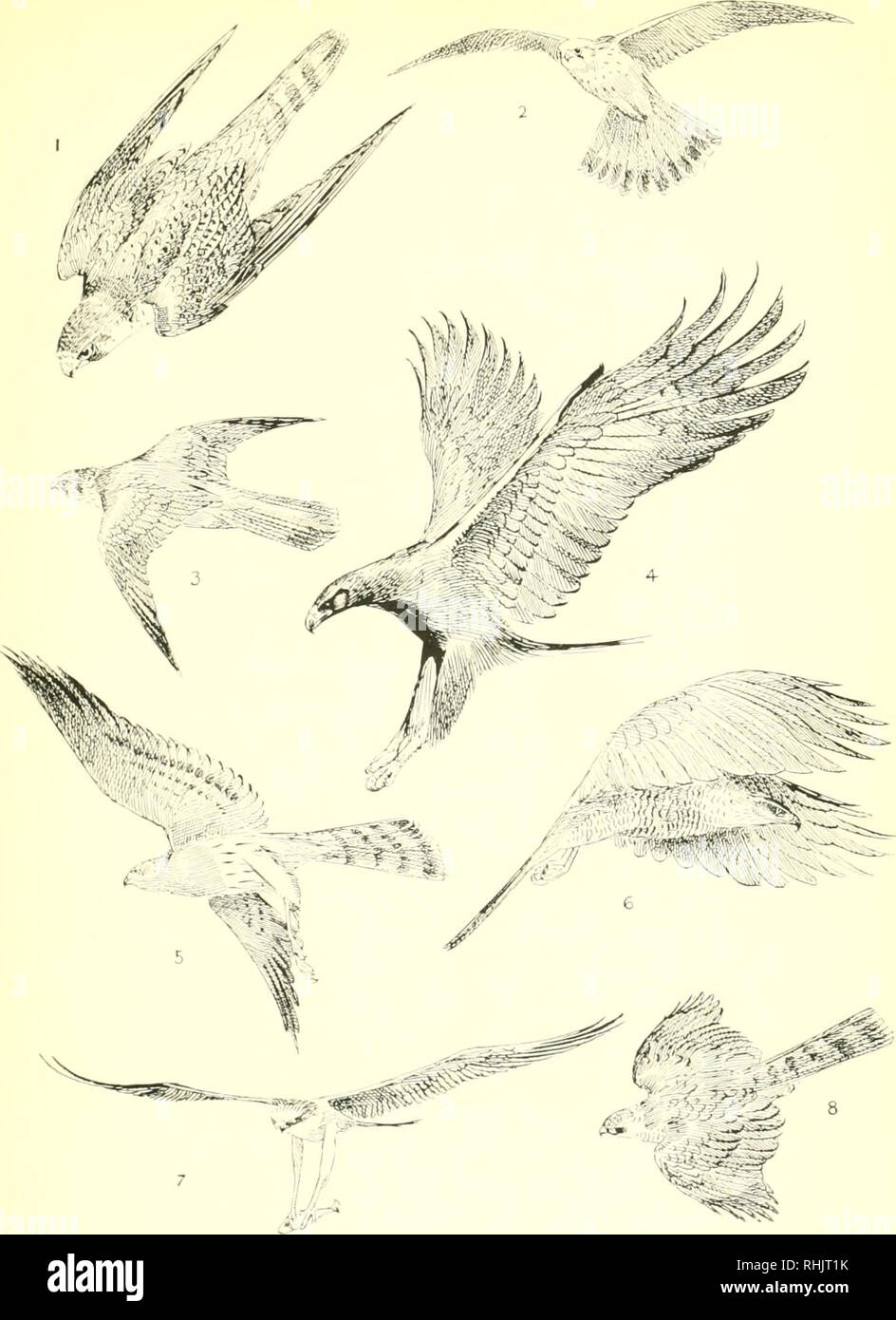 Birds In Flight Birds Flight 1 Peregrine Falcon 2