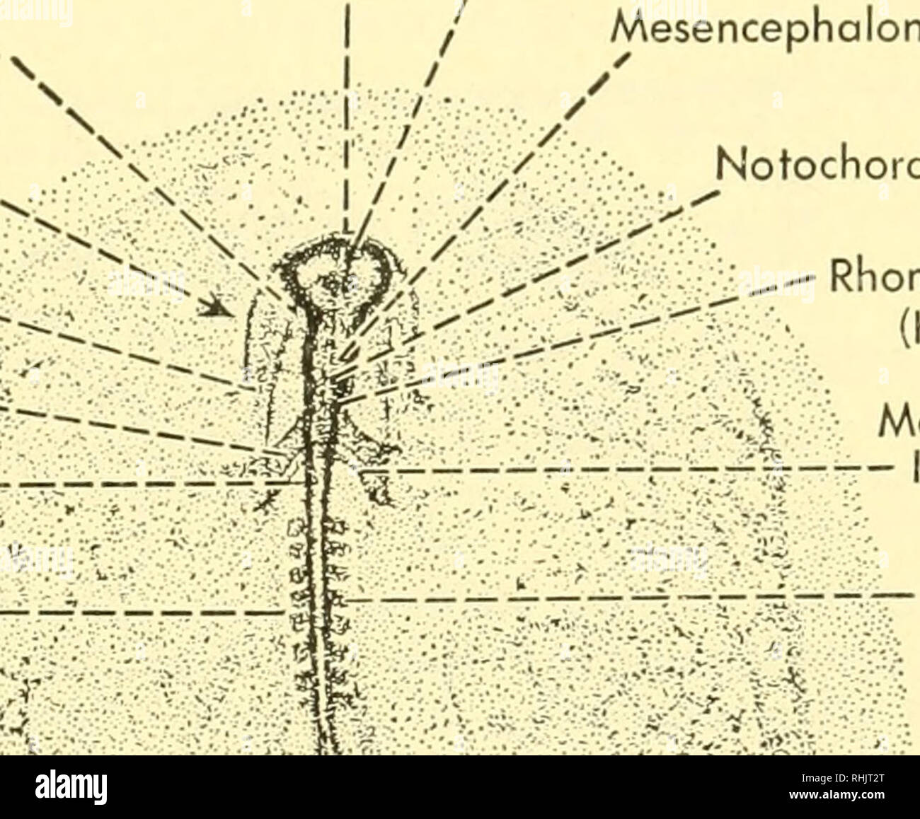 洋書　vertebrate anatomy Amazon.com: Analysis of Vertebrate Structure: 9780471295051