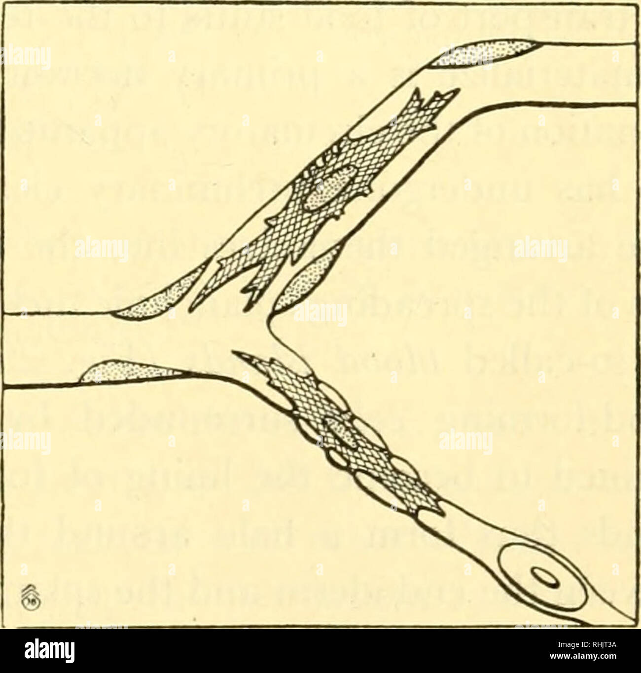 Frosr hires stock photography and images Alamy