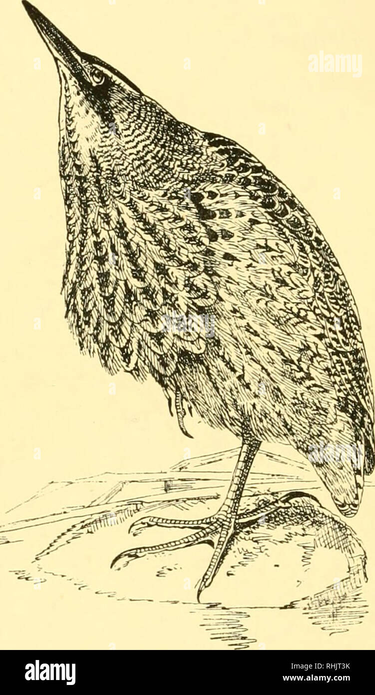 . Birds: the elements of ornithology ; with 174 illustrations whereof ...