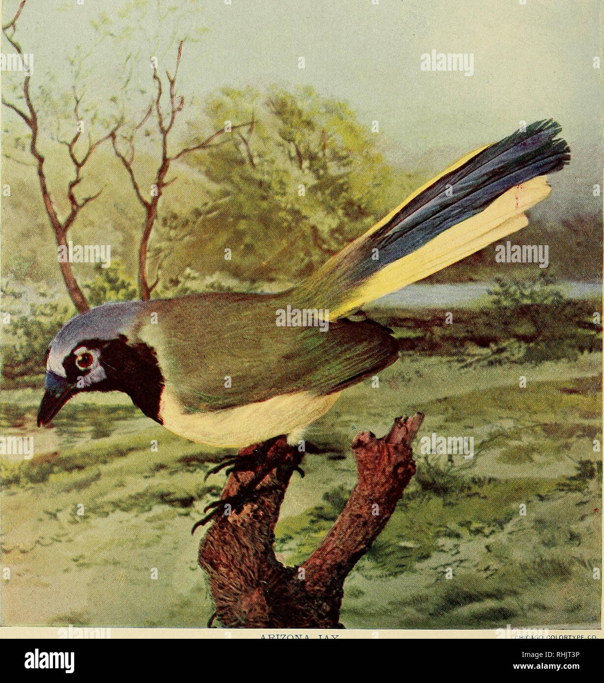 Birds Illustrated By Color Photography A Monthly Serial