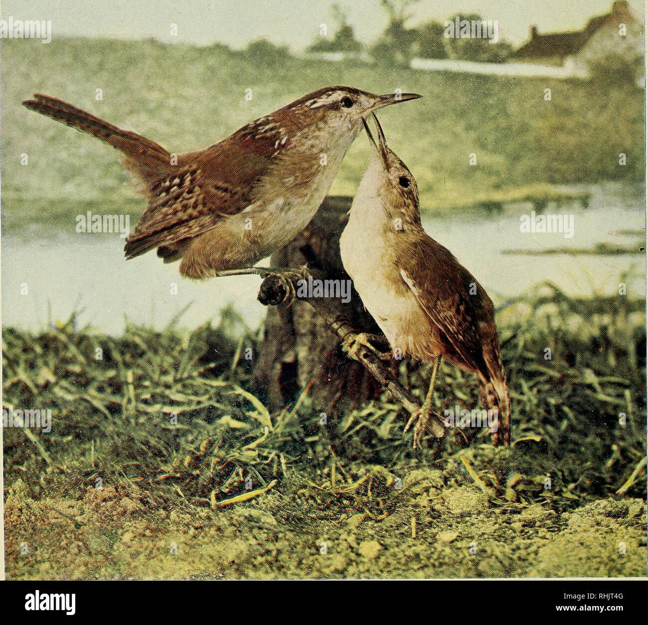 Birds Illustrated By Color Photography A Monthly Serial Birds Natural History From Col Chi Acad Sciences Long Billed Marsh Wren Please Note That These Images Are Extracted From Scanned