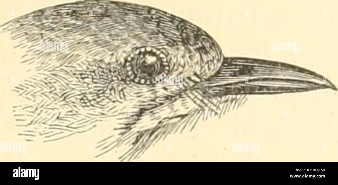 Birds Birds Mixornis 273 Klosss Connectens I Cannot