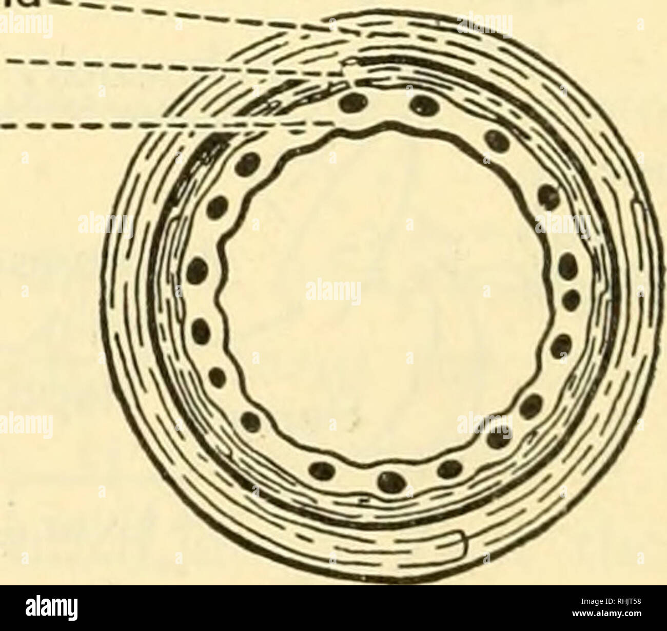 . Biology of the vertebrates a comparative study of man and his