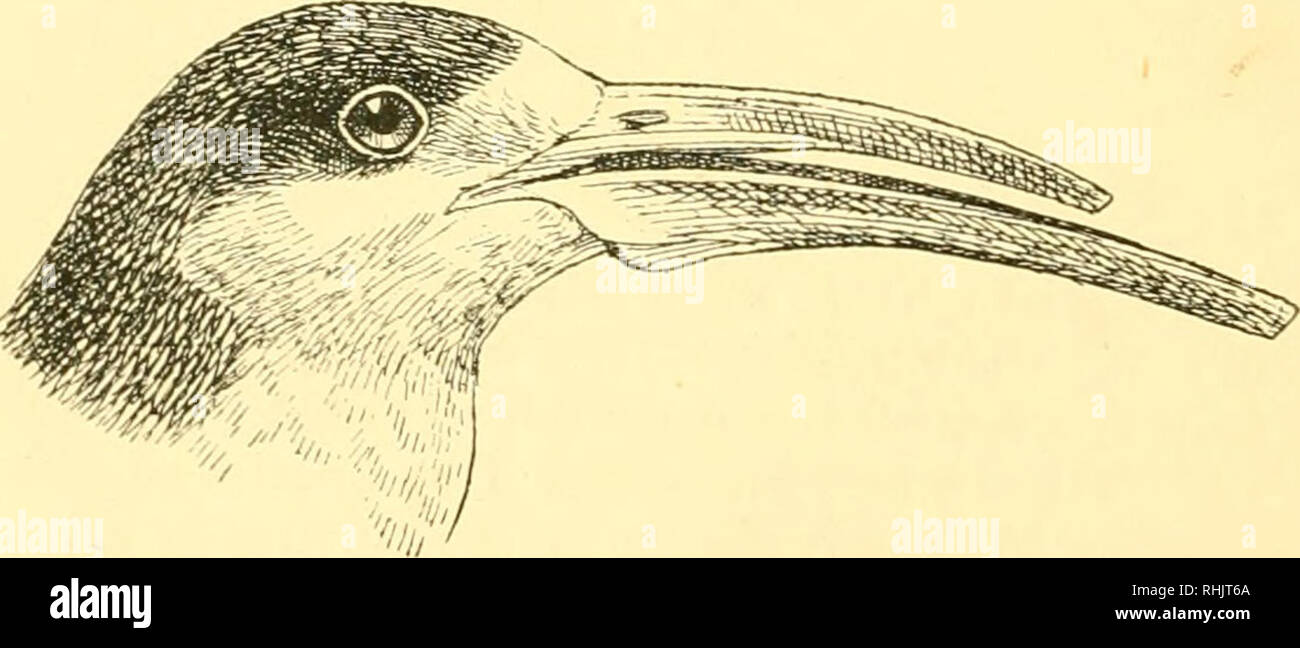 . Birds: the elements of ornithology ; with 174 illustrations whereof 140 are original drawings. Birds; Birds. The Arctic Tern {Sterna macrura). Fig. 29.. Head of the American Skimmer {Rhynchops nigra). Shetland Islands. There are three curious Birds called Skim- mers or Scissor-bills—one in Asia, one in Africa, and one in America. The last of these {Rhynchops nigra) has been observed. Please note that these images are extracted from scanned page images that may have been digitally enhanced for readability - coloration and appearance of these illustrations may not perfectly resemble the origin Stock Photo