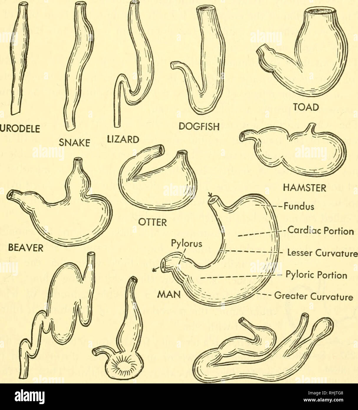 . Biology of the vertebrates : a comparative study of man and his animal allies. Vertebrates; Vertebrates -- Anatomy; Anatomy, Comparative. Intake Apparatus 3°7 fishes and salamanders, it is spindle-shaped and arranged to conform with the general contour of an elongated body, but in higher vertebrates it becomes saclike in shape, assuming a somewhat transverse position in the body cavity. Between these extremes may be found many gradations of form and position.. -j#- Pyloric Portion Greater Curvature SEAL BIRD VAMPIRE BAT Fig. 256. Different stomachs. The stomach of the dogfish, for example, i Stock Photo
